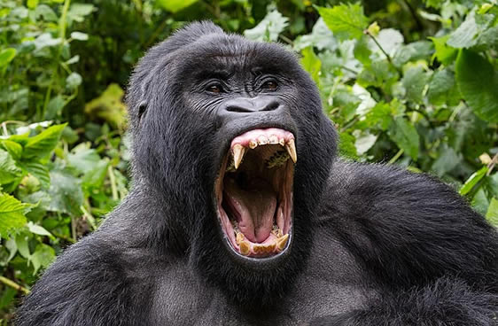 Gorilla Tracking in Uganda