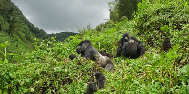 You are currently viewing Uganda gorilla trekking